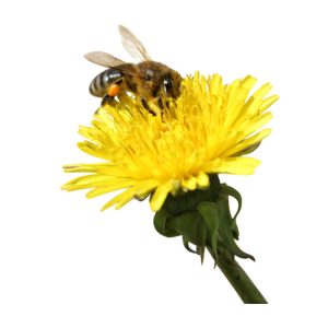 Miele di Tarassaco
